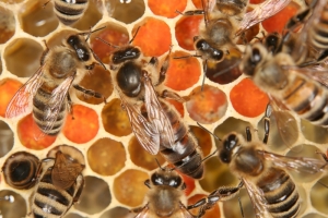 Bienenkönigin auf Brutwabe